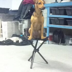 model hondje