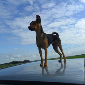 op de auto