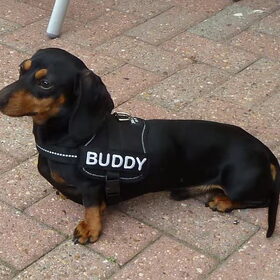 Buddy