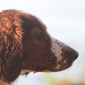 Hondenfoto van Demi - Rosie
