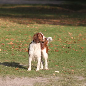 Hondenfoto van Demi - Rosie