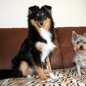 Hondenfoto van *~-Sammy-Ft -Jady- Ft -Bailey-~*