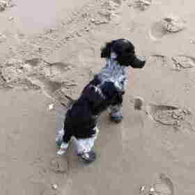 Toby, 2 maanden en voor de eerste keer aan het strand; hij was…