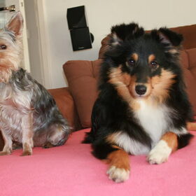 Hondenfoto van *~-Sammy-Ft -Jady- Ft -Bailey-~*