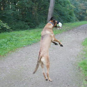 Hondenfoto van Vrouwtje van Denzel en Diva (R.I.P. Dixie)
