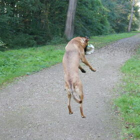 Hondenfoto van Vrouwtje van Denzel en Diva (R.I.P. Dixie)