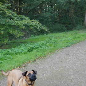Hondenfoto van Vrouwtje van Denzel en Diva (R.I.P. Dixie)