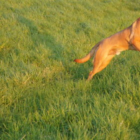 Hondenfoto van Vrouwtje van Denzel en Diva (R.I.P. Dixie)