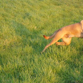 Hondenfoto van Vrouwtje van Denzel en Diva (R.I.P. Dixie)