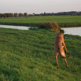 Hondenfoto van Vrouwtje van Denzel en Diva (R.I.P. Dixie)