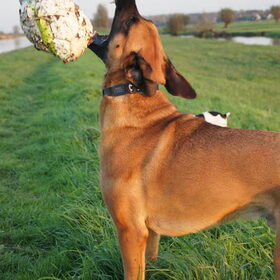 Hondenfoto van Vrouwtje van Denzel en Diva (R.I.P. Dixie)
