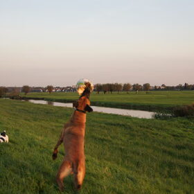 Hondenfoto van Vrouwtje van Denzel en Diva (R.I.P. Dixie)
