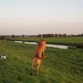 Hondenfoto van Vrouwtje van Denzel en Diva (R.I.P. Dixie)