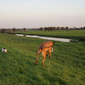 Hondenfoto van Vrouwtje van Denzel en Diva (R.I.P. Dixie)