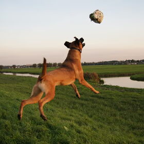 Hondenfoto van Vrouwtje van Denzel en Diva (R.I.P. Dixie)