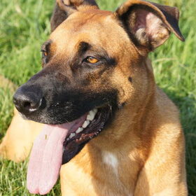 Hondenfoto van Vrouwtje van Denzel en Diva (R.I.P. Dixie)