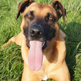 Hondenfoto van Vrouwtje van Denzel en Diva (R.I.P. Dixie)