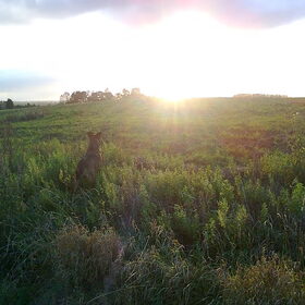 Kylie vol bewondering voor de zonsondergang :-) Oktober 2011