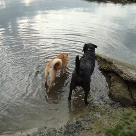 Kenai en een vriendje Max