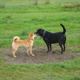 Kenai & Max