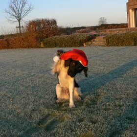 Zorro en de kerstmuts