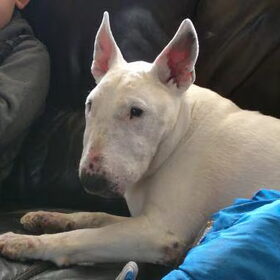 Mijn eerste bull rip nina