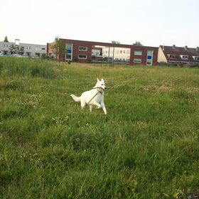 Charlie