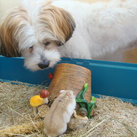 Sammy en Bob Marley