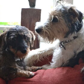 Hondenfoto van Pepijn & Otis