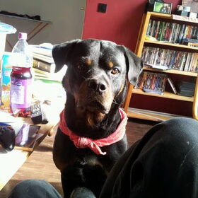 Draco. De Rottie die zijn 'thuis' heeft gevonden bij mijn zoon