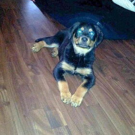 Kali.....11 weken oude Rottie teefje. Nieuwe gezinslid van mijn…