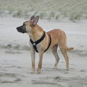 Oren in de wind