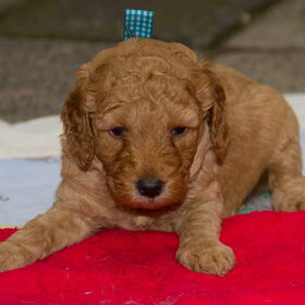 knappe hond