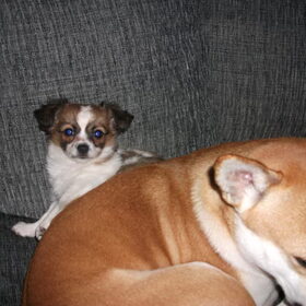 Loena samen met binky