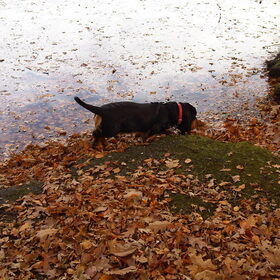 Droopy in park Sonsbeek Arnhem