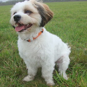 Sammy 1 jaar