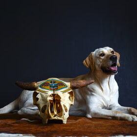 Hondenfoto van sofie, Lucky en Zita <3