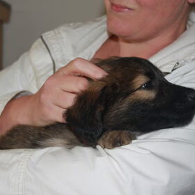 Hondenfoto van team Shadow