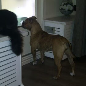 Samen met Stitch de kater naar buiten loeren