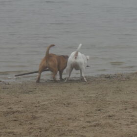 Bij het strand