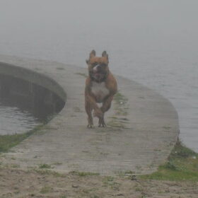 Gekke Zazou