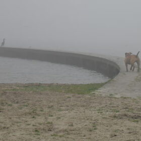 Hondenfoto van Sasch&de 2 idioten ^.^