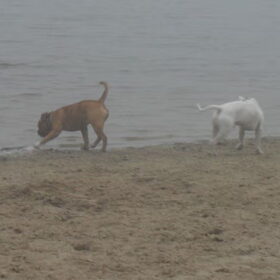 Wandelen in de dichte mist