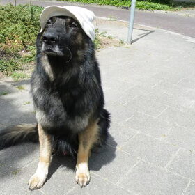 Hondenfoto van De Mecheltjes clan