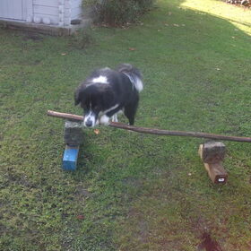 agility!!!!zelfgemaakt