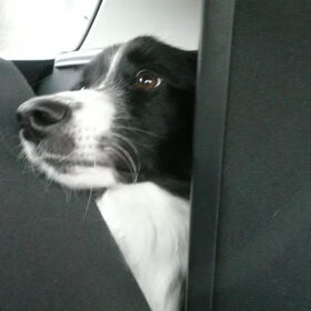 woody onderweg naar de zee!!