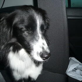 woody moe van de wandeling aan zee