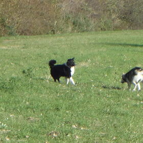 Met border collies spelen :D