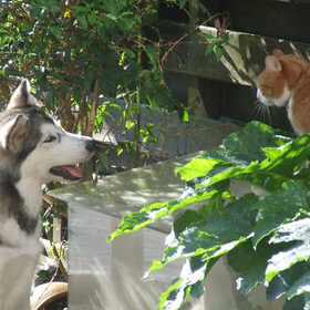 Maya en de kat... mogen elkaar helaas nog steeds niet :(