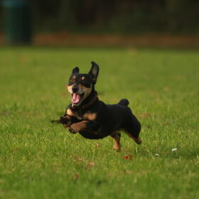 Hondenfoto van team Shadow